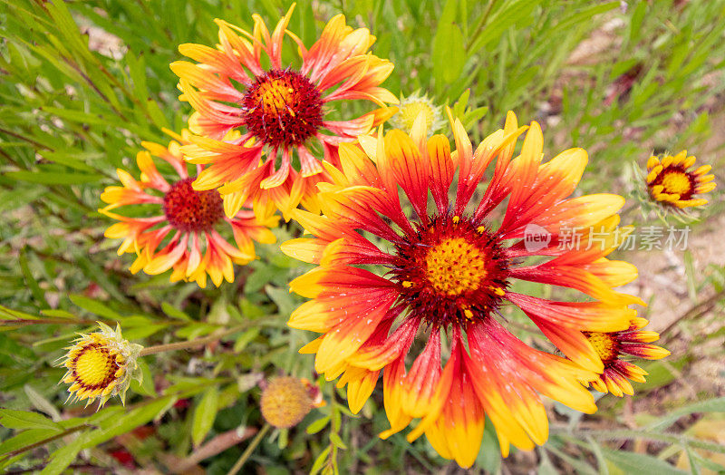 希腊克里特岛Rethymnon镇的Gaillardia aristata“Granretip”太阳爆发